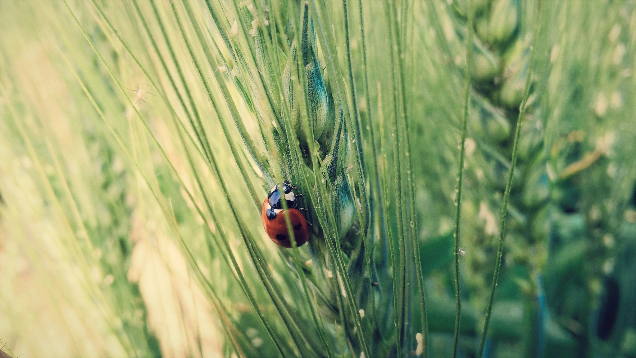 ladybug close-up