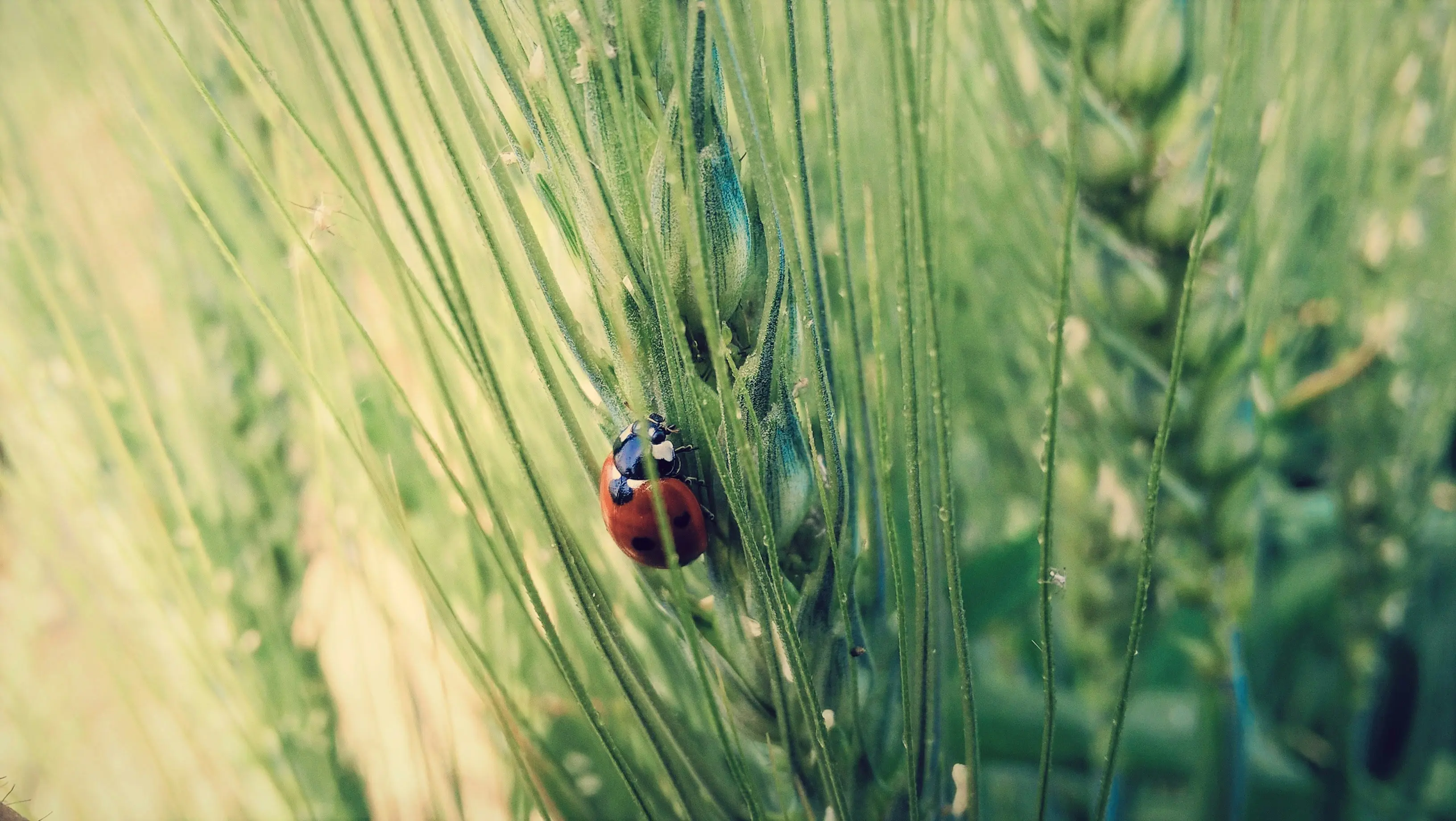 ladybug on a plant